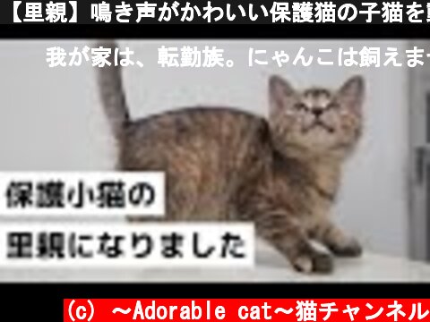 【里親】鳴き声がかわいい保護猫の子猫を動物愛護センターからもらいました  (c) 〜Adorable cat〜猫チャンネル